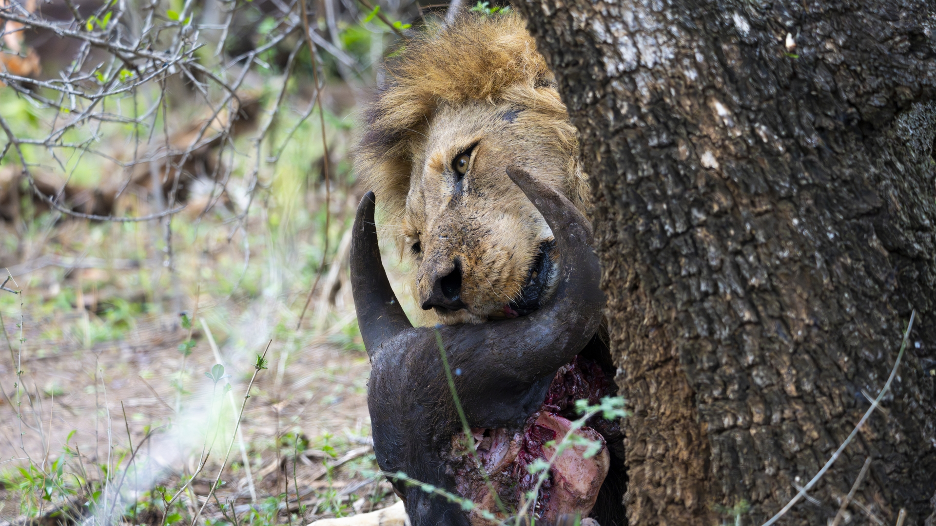 Kruger25 2025 10 31 08 34 27 ILCE 1M2 880